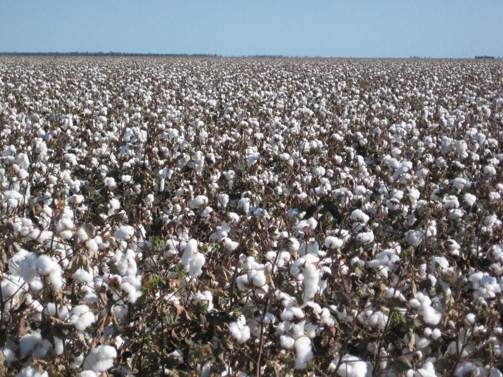 Guided Cotton Farm Tour (seasonal)