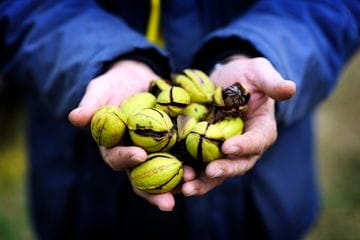 Stahmann Webster Pecan Nut Farm Tours - Moree