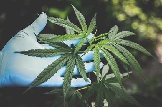 Australia's top 20 cannabis companies