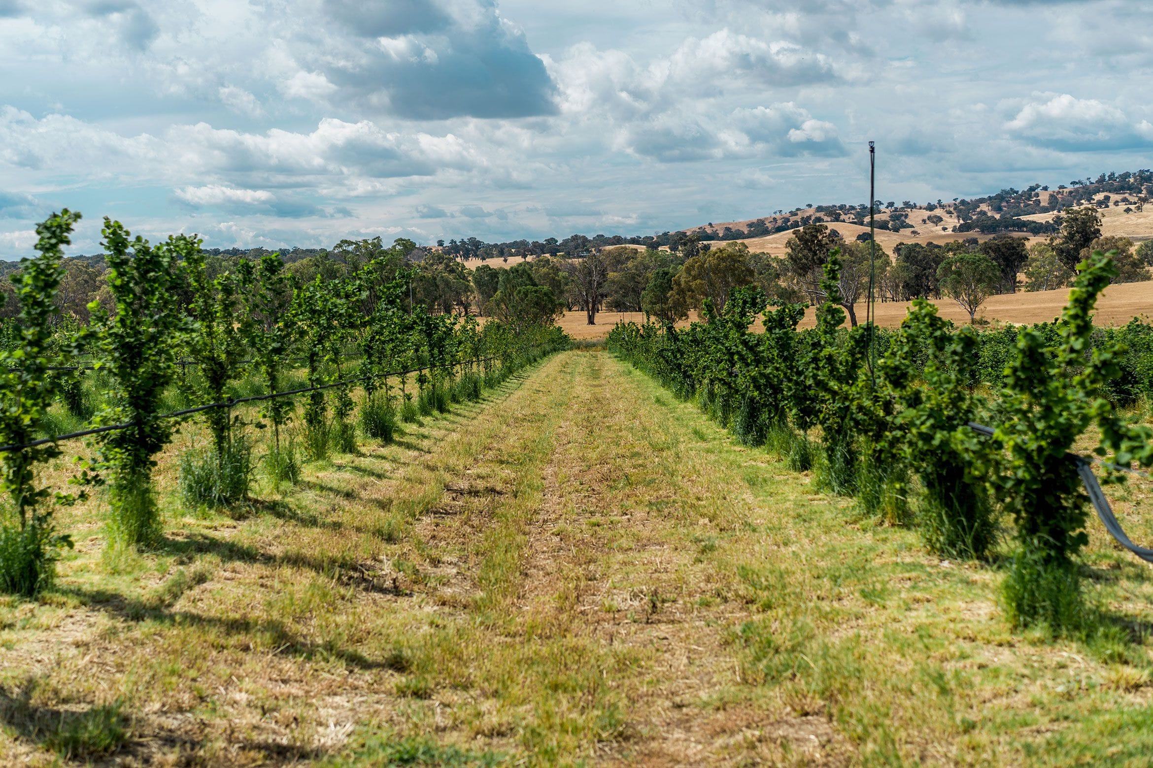 Messina Hazelnut Farm - Seymour VIC