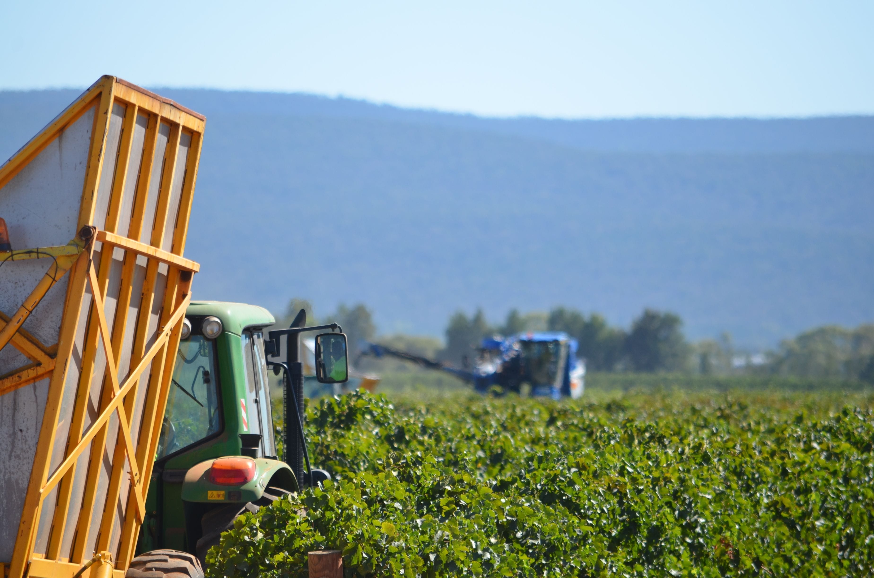 A machine harvesting grapes at a Casella family-owned vineyard