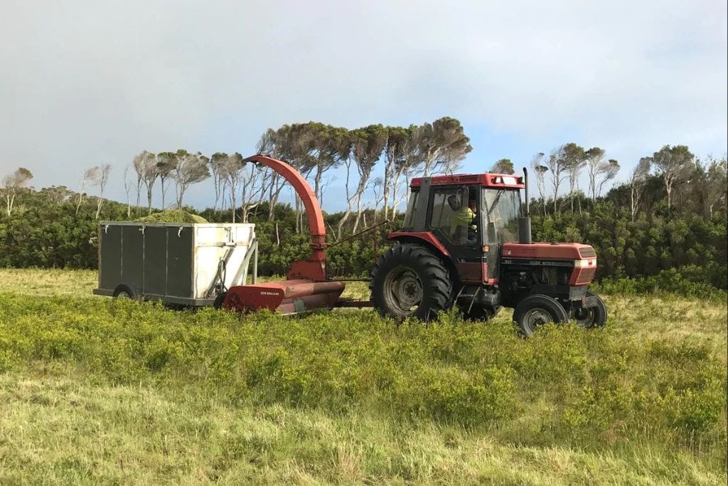 Tasmanian farmer harvesting Kunzea