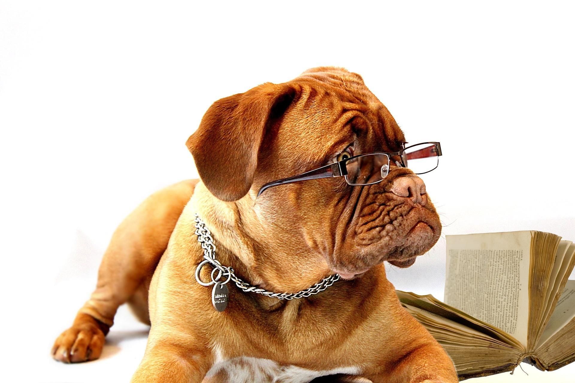 Bulldog wearing glasses and reading