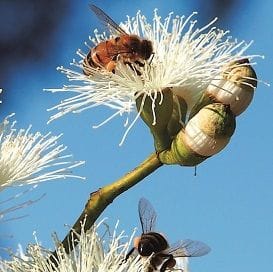 Capilano Honey