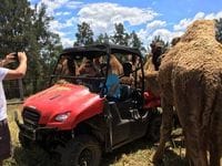 Camel Milk NSW Farm Tour + Hunter Belle Dairy
