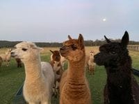 Out & About Day Tripper - Alpacas, History + Water Views!