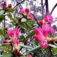 Blackheath Rhododendron Festival