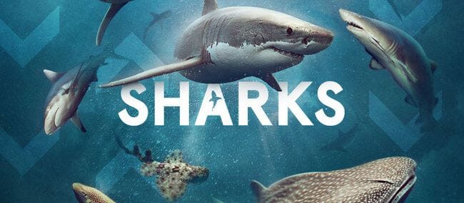 Australian Museum - Shark Exhibition & The 2022 Australian Geographic Nature Photographer of the Year