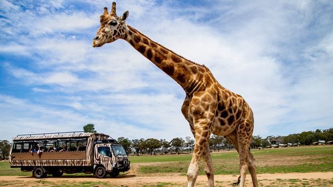 Dubbo Zoo | Mayfield Gardens | Parkes - sold out