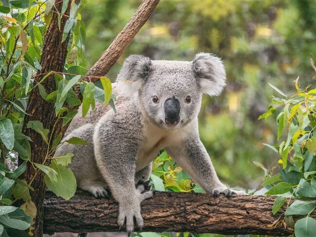 Taronga Zoo Sydney - Monday 20th November, 2023