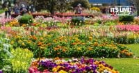 Toowoomba Carnival of Flowers Tour: 17th-25th September, 2024