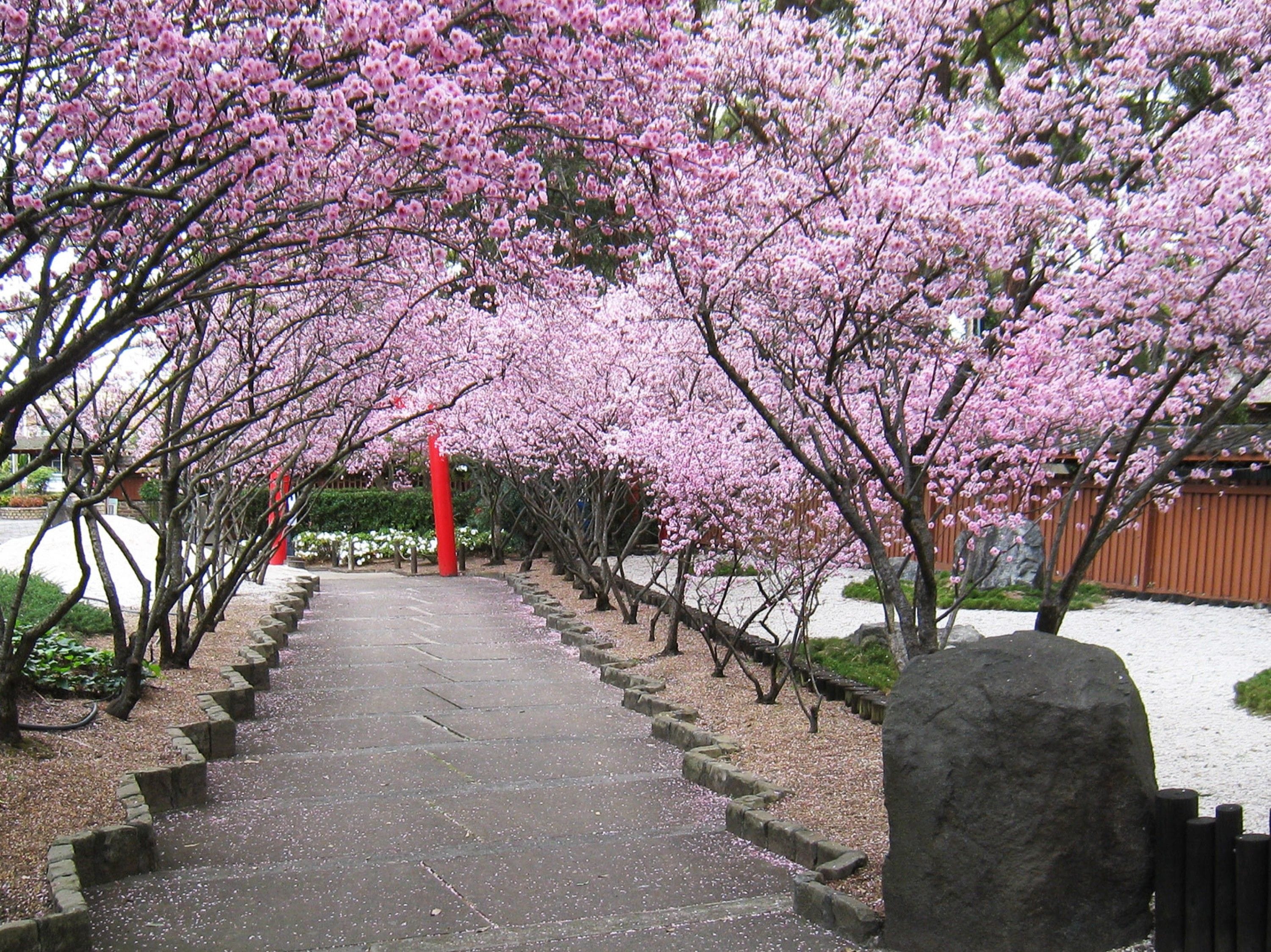 Cherry Blossom Festival @Auburn Botanic Gardens - 19th August 2024 - 3 seats left