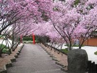 Cherry Blossom Festival @Auburn Botanic Gardens - 19th August 2024