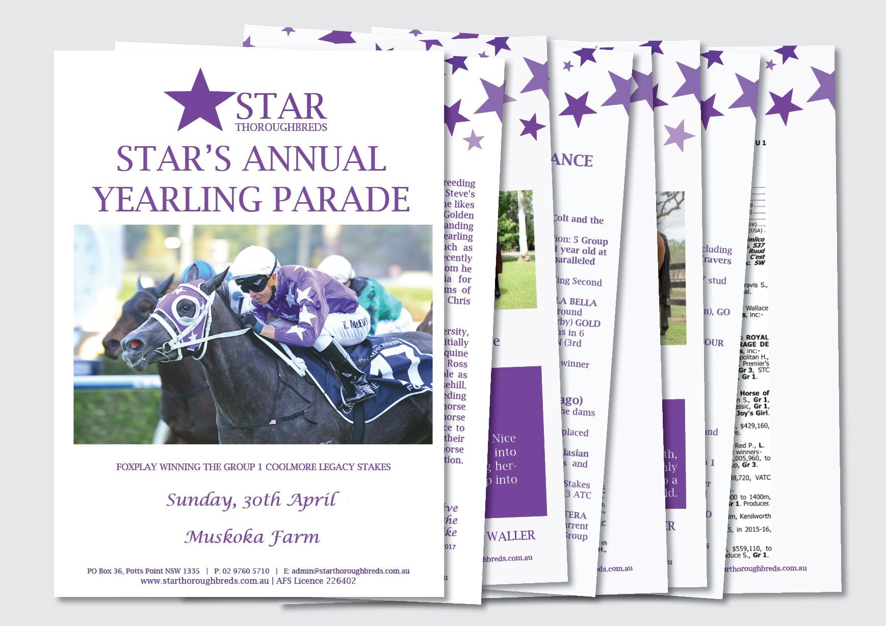 Recent Work: STAR THOROUGHBREDS