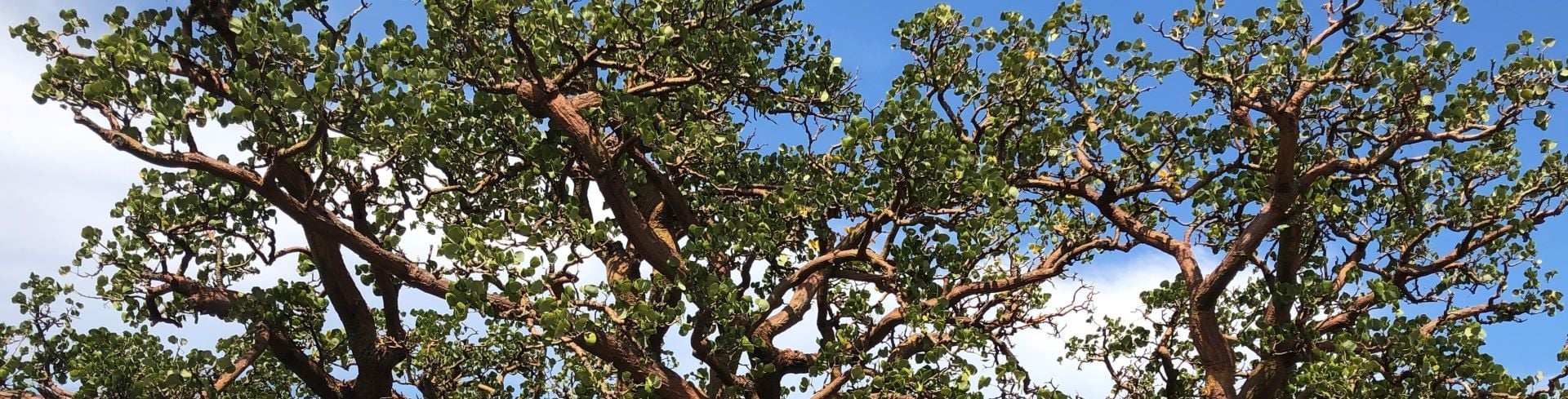 Fairmont Orchid Supports Waikoloa Dry Forest Initiative Fairmont Orchid Supports Waikoloa Dry Forest Initiative