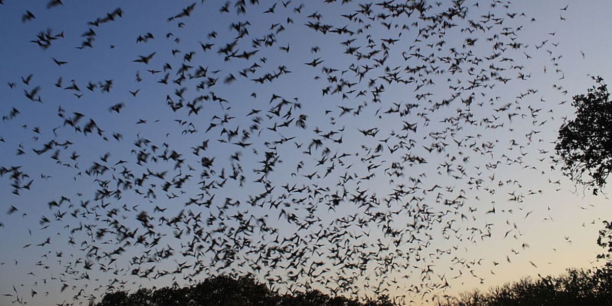 bat colony