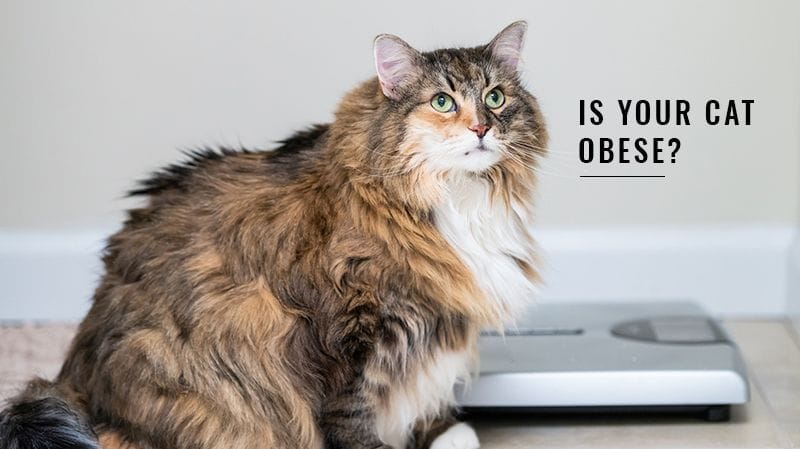 Cat Obesity: What You Need To Know