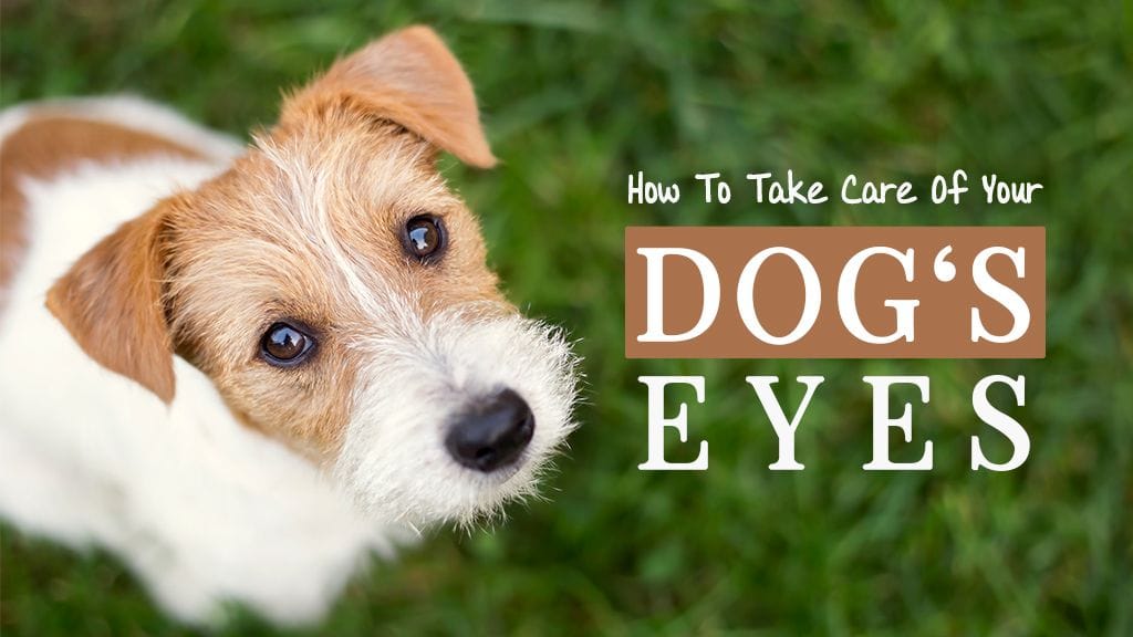 How To Take Care Of Your Dog's Eyes