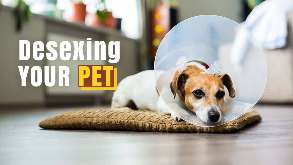 Desexing Your Pet: Answering Your Questions