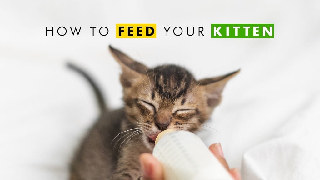 How to Feed Your New Kitten