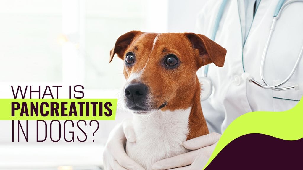 does pancreatitis in dogs go away