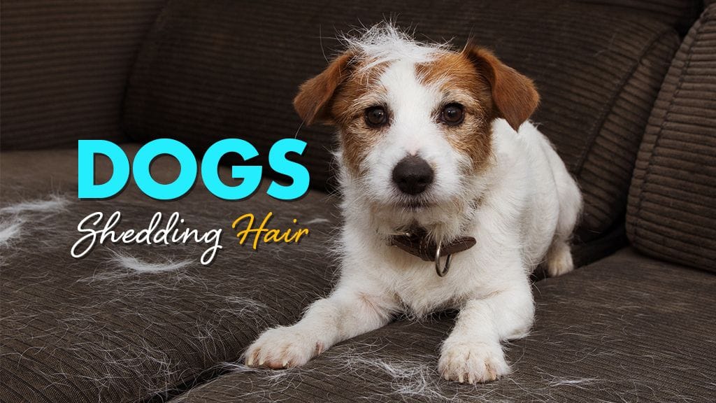 Why Dogs Shed and What to Do About It
