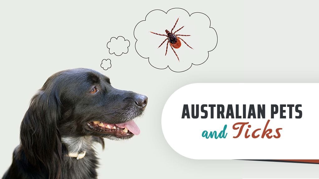 3 Common Australian Ticks To Watch For