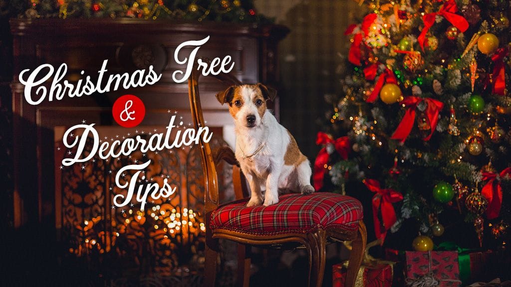 Simple Pet-Proofing in 5 Steps This Christmas