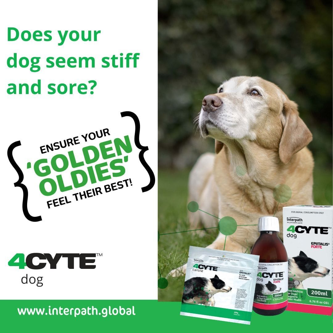 Why 4Cyte Is Essential for Your Aging Pet's Health