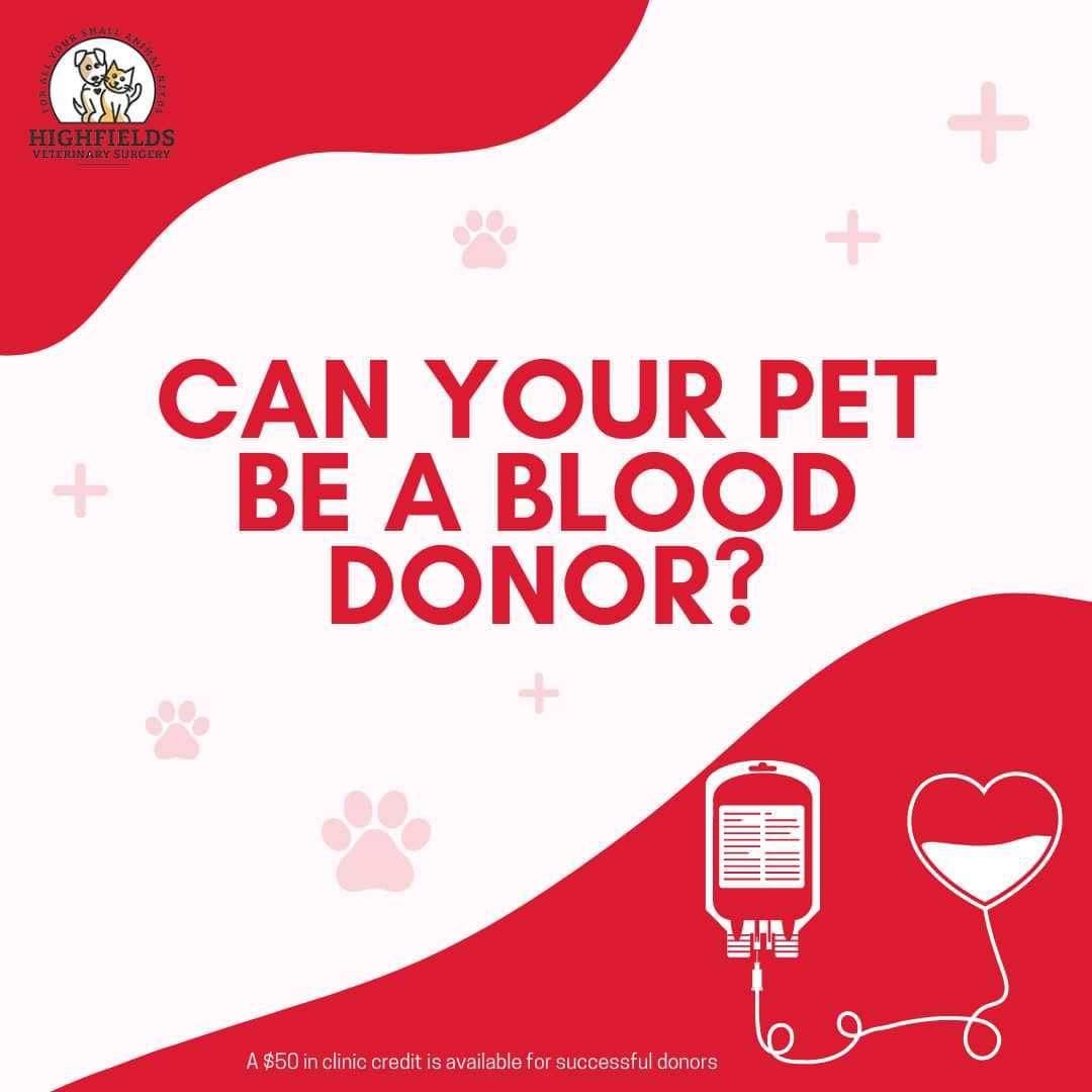 Your Dog Can Save Lives: Become a Canine Blood Donor Today!