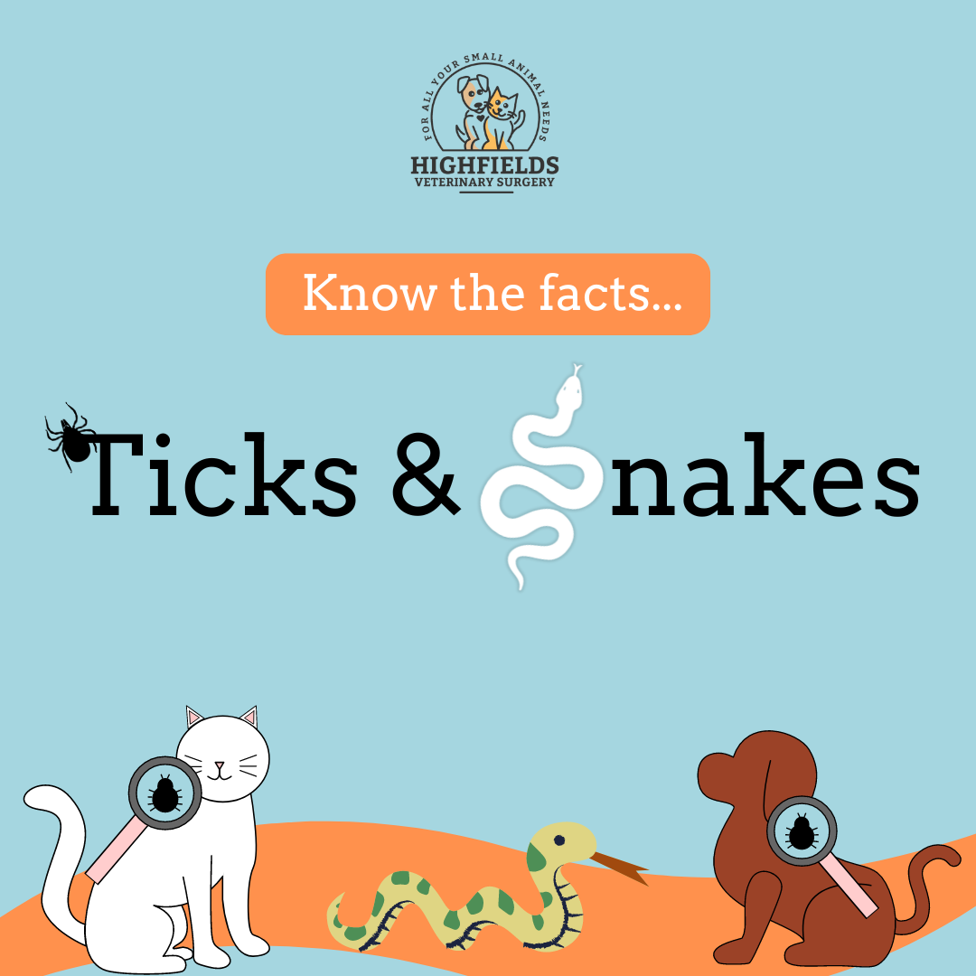 Understanding Ticks & Snakes: The Risks and Prevention