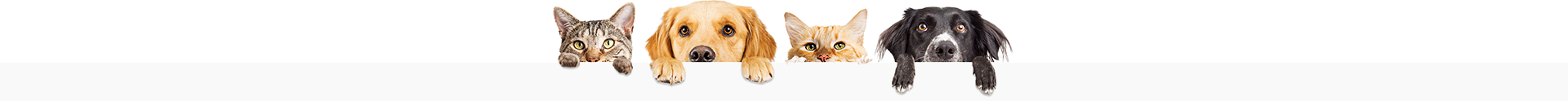 Highfields Veterinary Surgery Highfields Veterinary Surgery