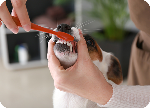 Animal Dentistry in Toowoomba | Highfields Vet Surgery