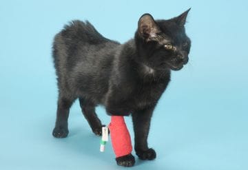 Feline Infectious Peritonitis (FIP) - What's new in Diagnosis and Treatment