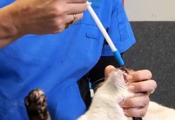 Administering a tablet to your cat