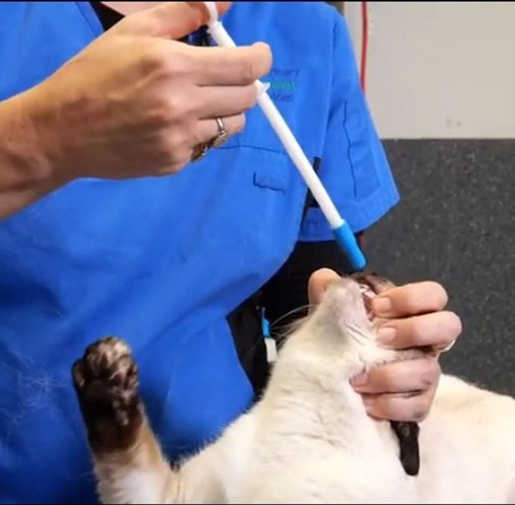 Administering a tablet to your cat