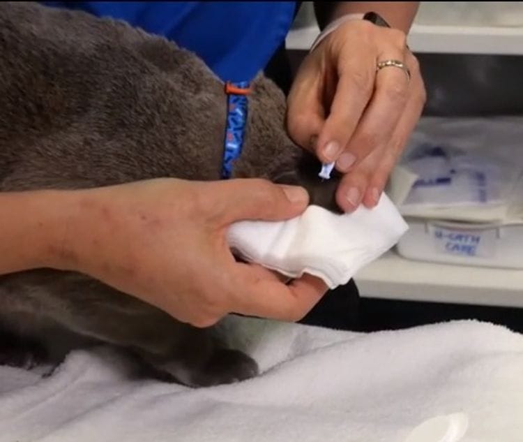 How to perform an ear tip blood glucose measurement in your cat
