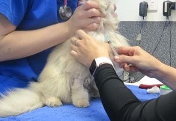 Obtaining a blood sample from a cat