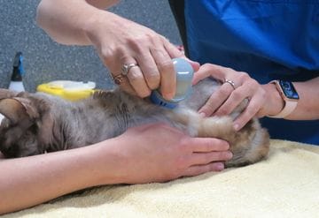Placing a freestyle libre continuous glucose monitor on a cat