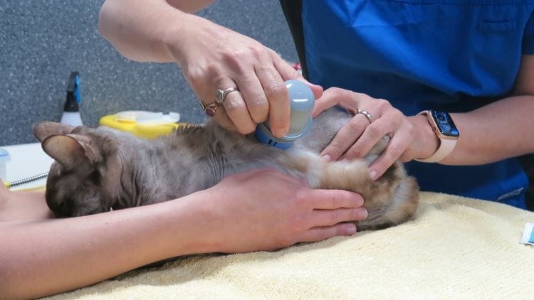 Placing a freestyle libre continuous glucose monitor on a cat