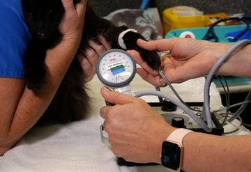 How to perform a blood pressure measurement in a cat