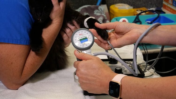 How to perform a blood pressure measurement in a cat