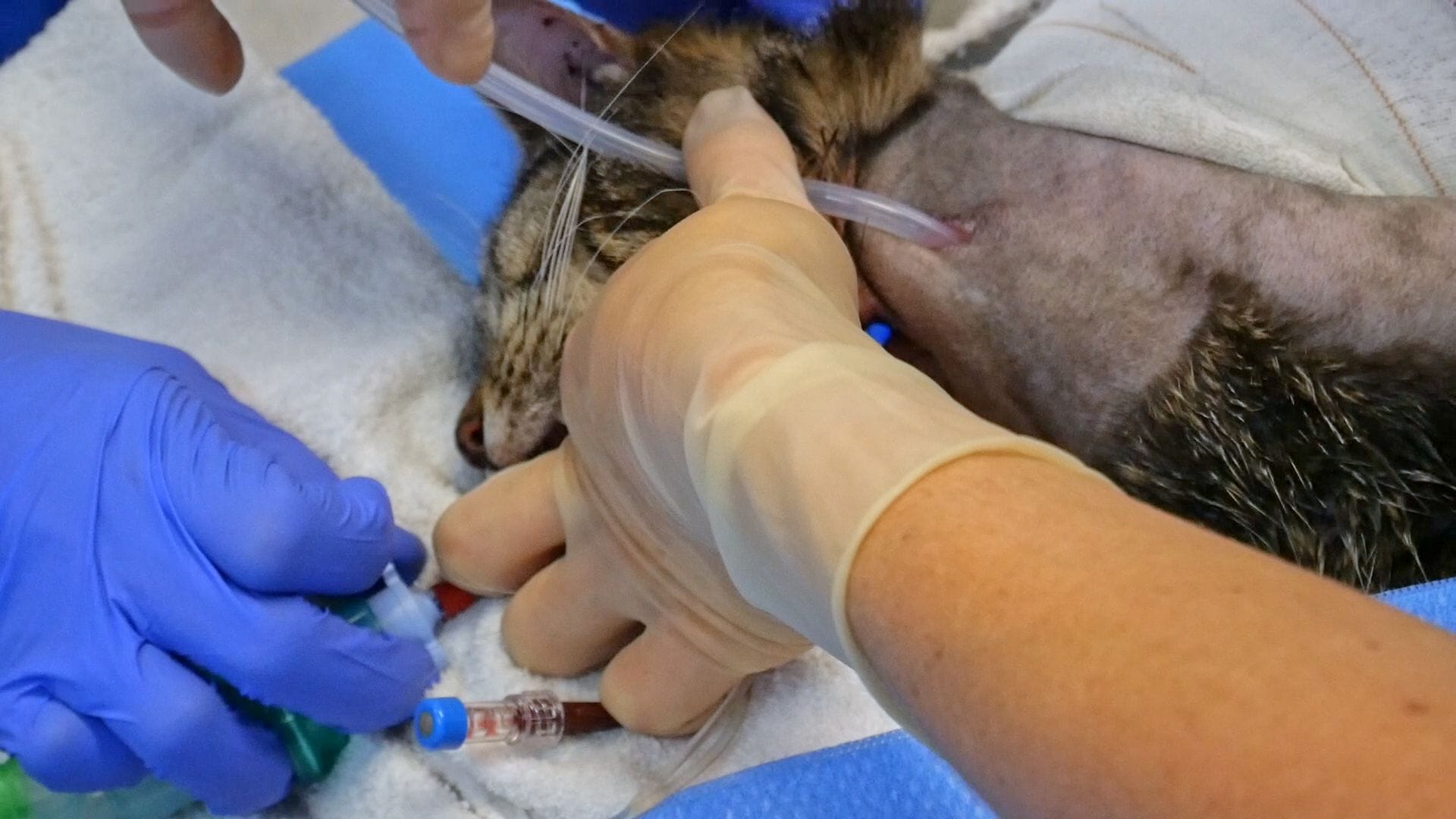 How to place an oesophagostomy tube in a cat