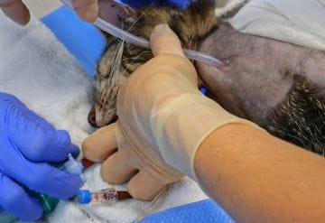 How to place an oesophagostomy tube in a cat
