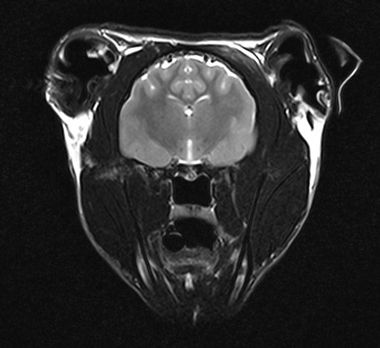 Seizures in cats