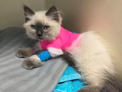 Cat specialist services | Brisbane feline vet