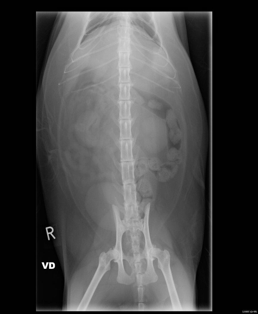 Radiographs (x-rays)