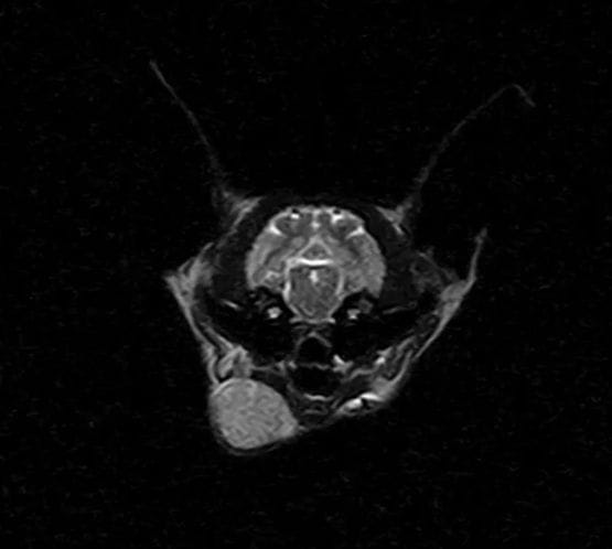 MRI image from a cat with cryptococcus