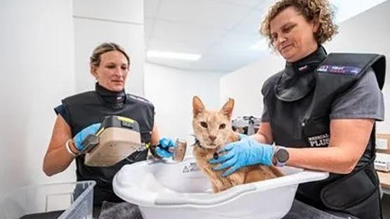 Radioactive Iodine Treatment for Cats servicing East Coast