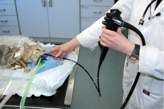 Bronchoscopy at Cat Specialist Services